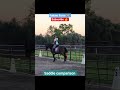 STUBBEN OR AVIAR SADDLE #horse #shorts #equestrian #animals #sports #saddles #training #journey