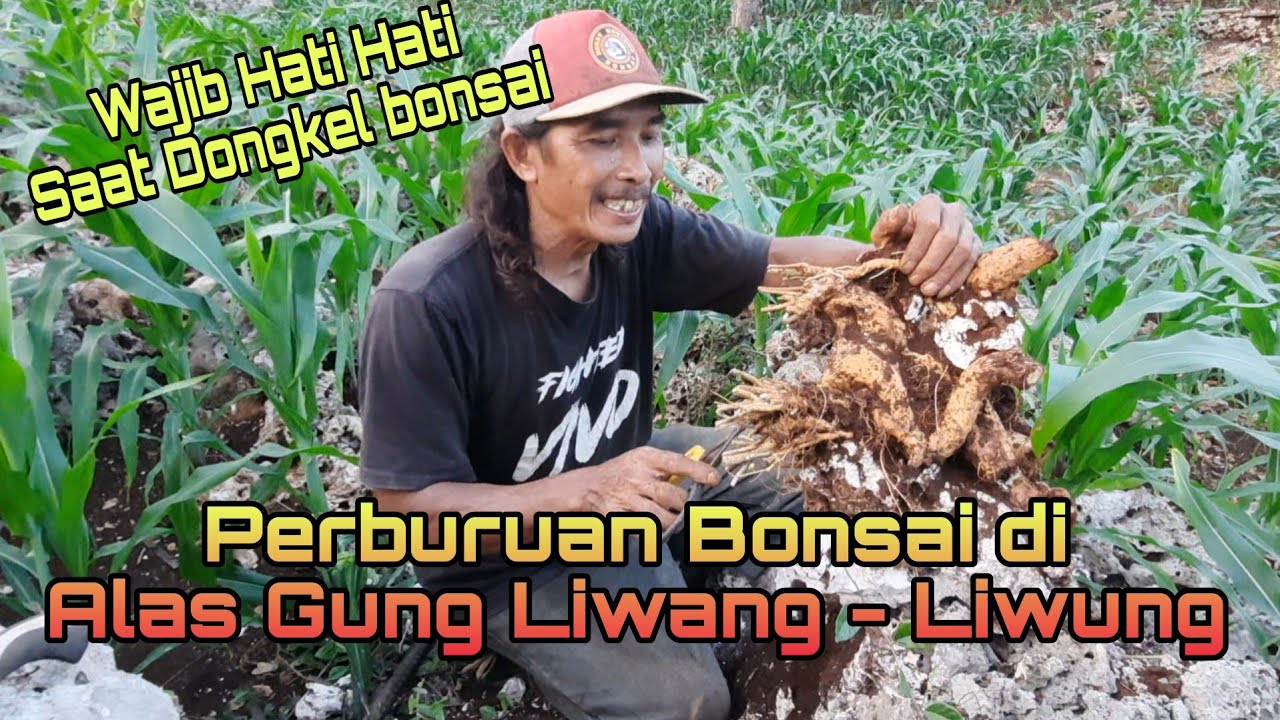 wajib Hati hati saat dongkel Bonsai