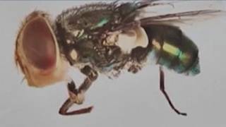 3 new cases of New World screwworm detected in Texas