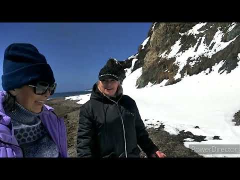 Сбор морской капусты,