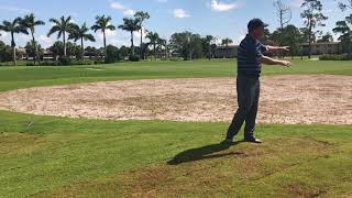 Palmetto #17 Sprigs