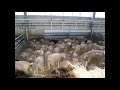 Автоматизированная линия кормления овец от SHEEPMASTER.Ru Javier Camara Оборудование