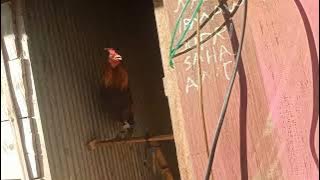 suara ayam hutan Sulawesi Selatan