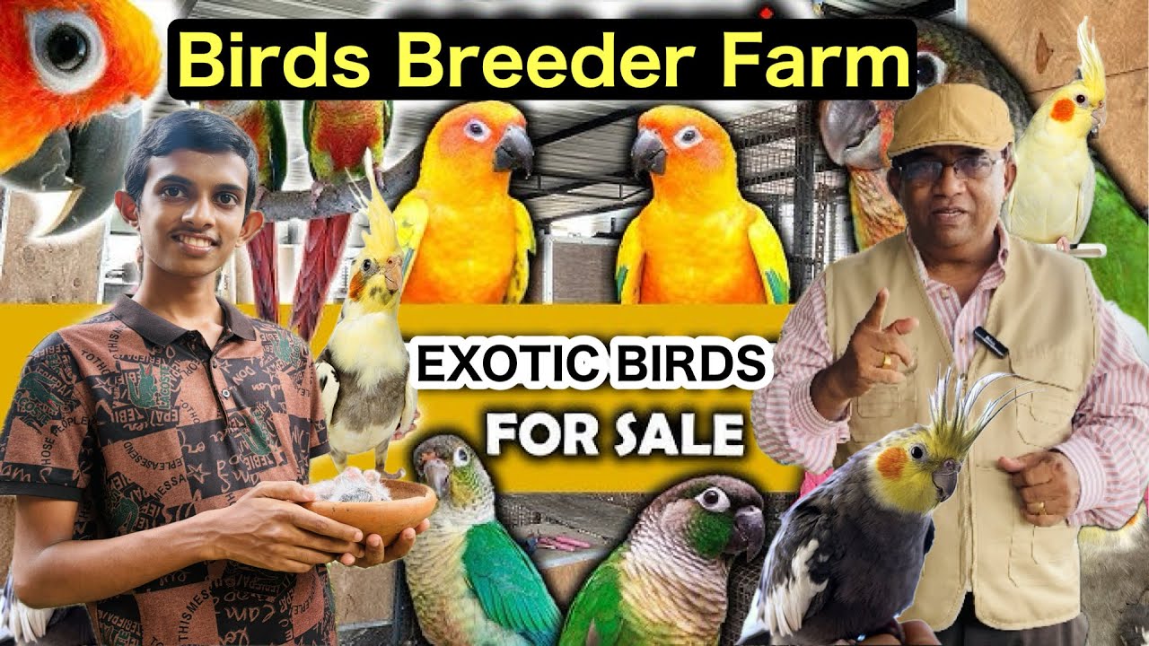 අඩු මුදලට හොඳම සත්තු මට දෙන්න පුළුවන්🐣🦜| උසස් පෙළ කෘෂිකර්ම විෂය හදාරන ගමන් මම මේක කරගෙන යන්නේ🍃#birds