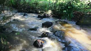 Stream Sounds Sleeping, Beautiful Birds Sounds in Forest,calming river sounds for Relax, Sleep