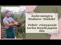 Igénytelen VÍZPARTI növény | Salix integra &#39;Hakuro-Nishiki&#39; – Fehér-rózsaszín tarka levelű japán fűz