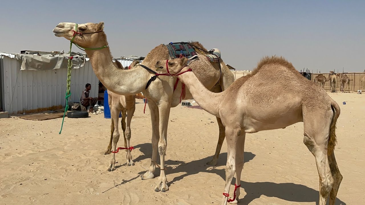 camel walk - YouTube