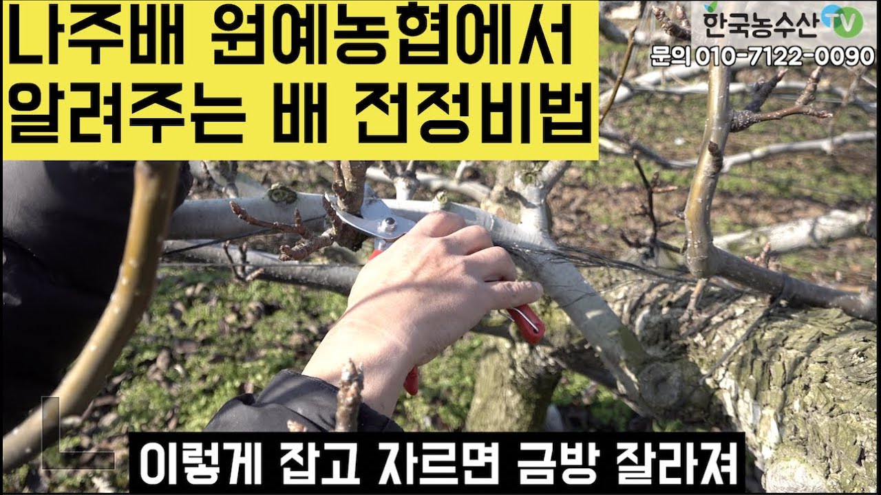 [한국농수산TV] 나주배 원예농협에서 알려주는 배 전정비법 공개! 전남 나주