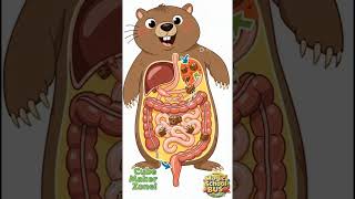 wombat's nature will make you weird #trendingshorts #2danimation #englishfacts #history #facts