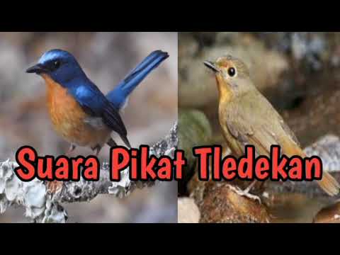 SUARA PIKAT LANGA LUNGU / ANIS AWI