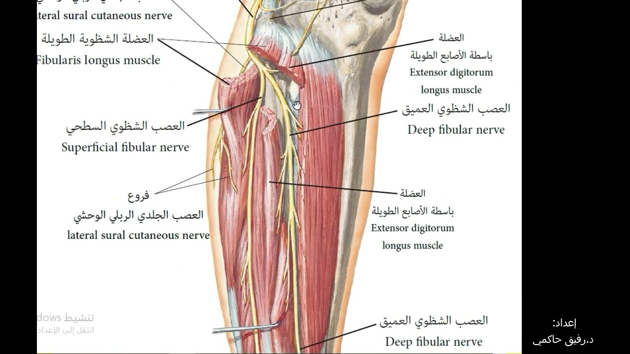أعصاب الطرف السفلي (العصب الشظوي العميق) 