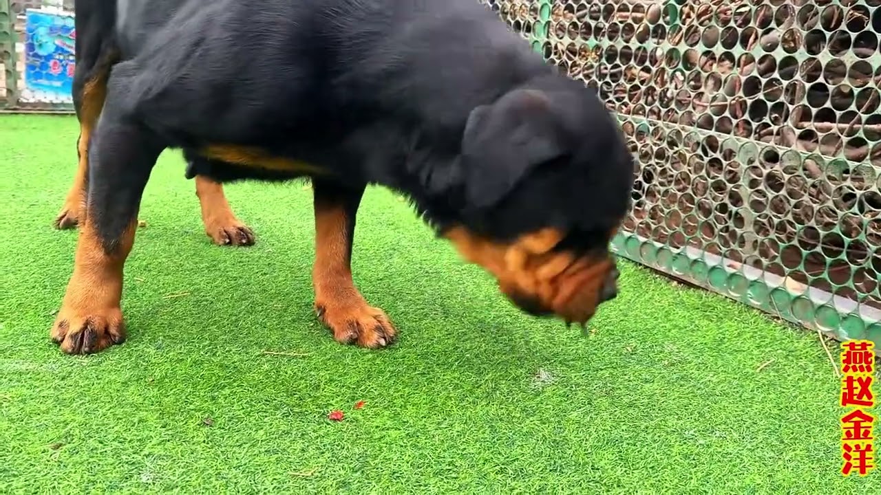 罗威纳小女王搭配完毕，金洋奖励两只乌鸡做最后晚餐，看看咋回事