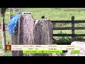 Tu vitrina ganadera- TvAgro por Juan Gonzalo Angel