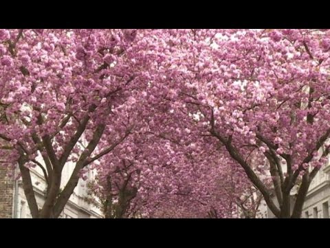 Vídeo: Flores de cerejeira na Alemanha