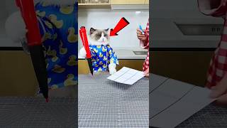 ¡El Gato Hizo Trampa! 🐱🔥 #Catsoftiktok #CatLovers #cat #cute #FunnyCats #catcartoon #fyp