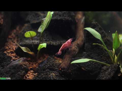 El Jardín del Edén: Nuevo Acuario y Suelta de Gambas || AquaTips