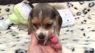 Absolutely Adorable Pocket Beagle