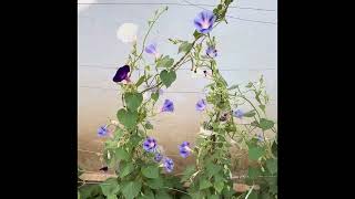 Morning Glory Flowers  in Hargeisa