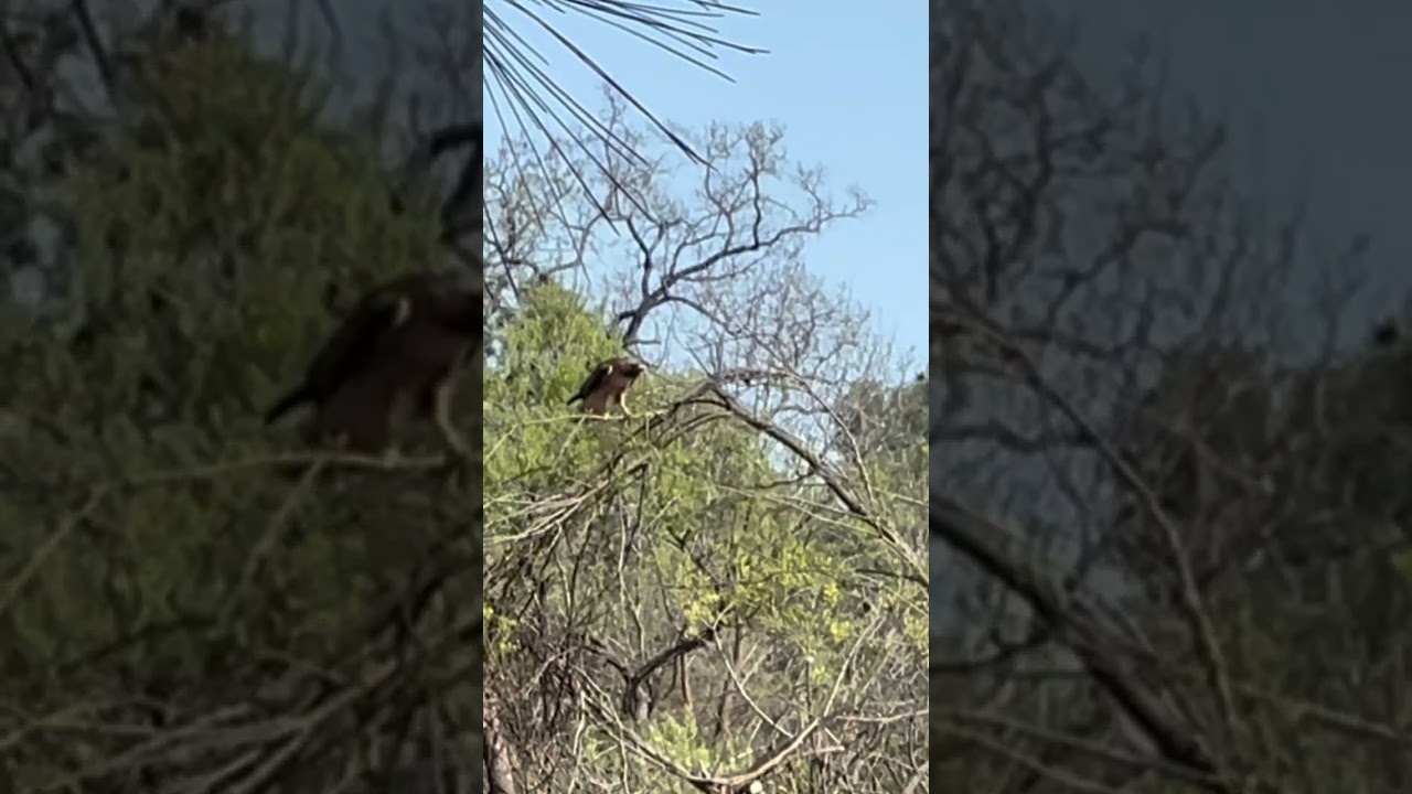 Hawk Slapped in Face by Blue Jay (With Voice Acting)