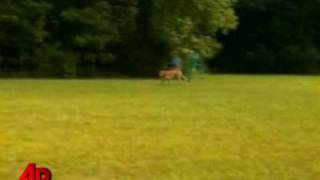 Raw Video: Cheetah Sets Speed Record