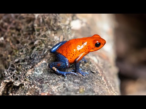 Video: ¿Por qué los animales venenosos tienen colores brillantes?