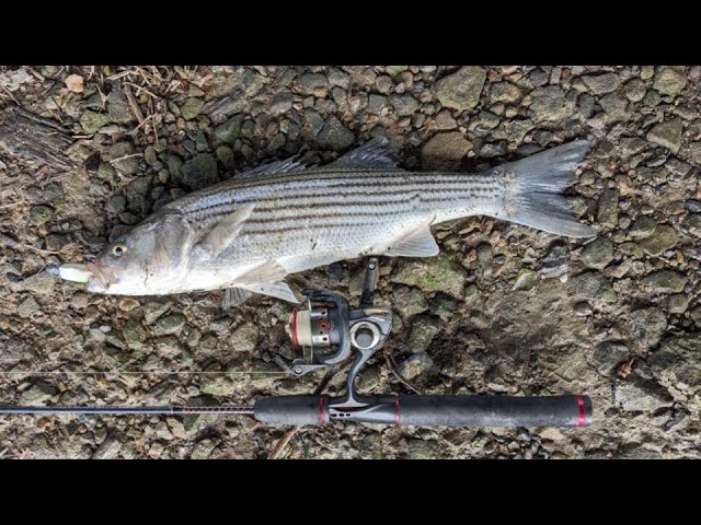 Light Tackle Delta Striper How-To Guide: Delta Striper secrets revealed!