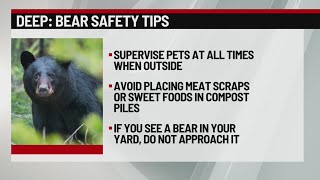 CTDEEP warns of increased bear activity in Connecticut