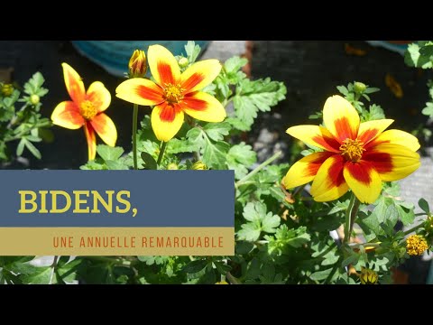 Vidéo: Les bidens sont-ils annuels ou vivaces ?