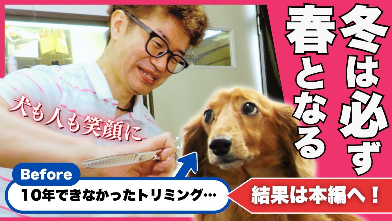 【ドキュメンタリー】「10年間トリミングできなかった犬が･･･」“日本一優しい犬のシャンプー屋さん”人気ペットグルーマーに密着｜創価学会公式