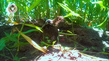 suab ws quaj bẫy chim cút Mộc Châu Sơn La suab dib ws quaj 2022