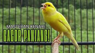 Cukup 5 Menit! Suara Pancingan Kenari Ngerol Panjang Ampuh Atasi Kenari Diam Cepat Gacor & Emosi