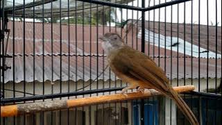 Pancingan kapas tembak @MasteranMuraiBatu @muraibatulovers5885 @ocehanmuraibatu @muraibatu361 