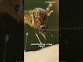 Malaria explained under 60 seconds #facts #malaria #insects #fever