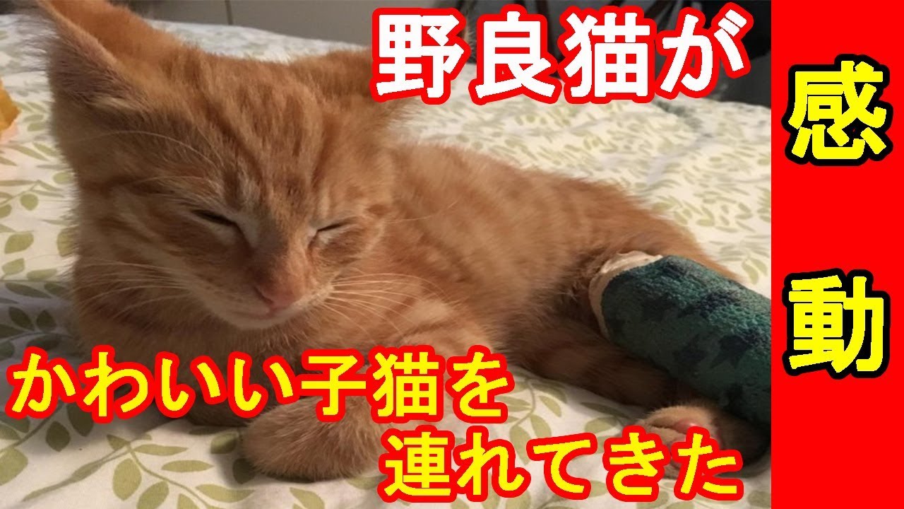 ある日、仲良くしていた野良猫が 子猫を連れてきた。 その子の姿を見てビックリ！【感動動物チャンネル】 YouTube