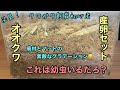 クワガタ飼育初心者必見！オオクワ産卵セット　俺は何頭採りこぼしていたのか⁉️