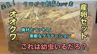 クワガタ飼育初心者必見！オオクワ産卵セット　俺は何頭採りこぼしていたのか⁉️