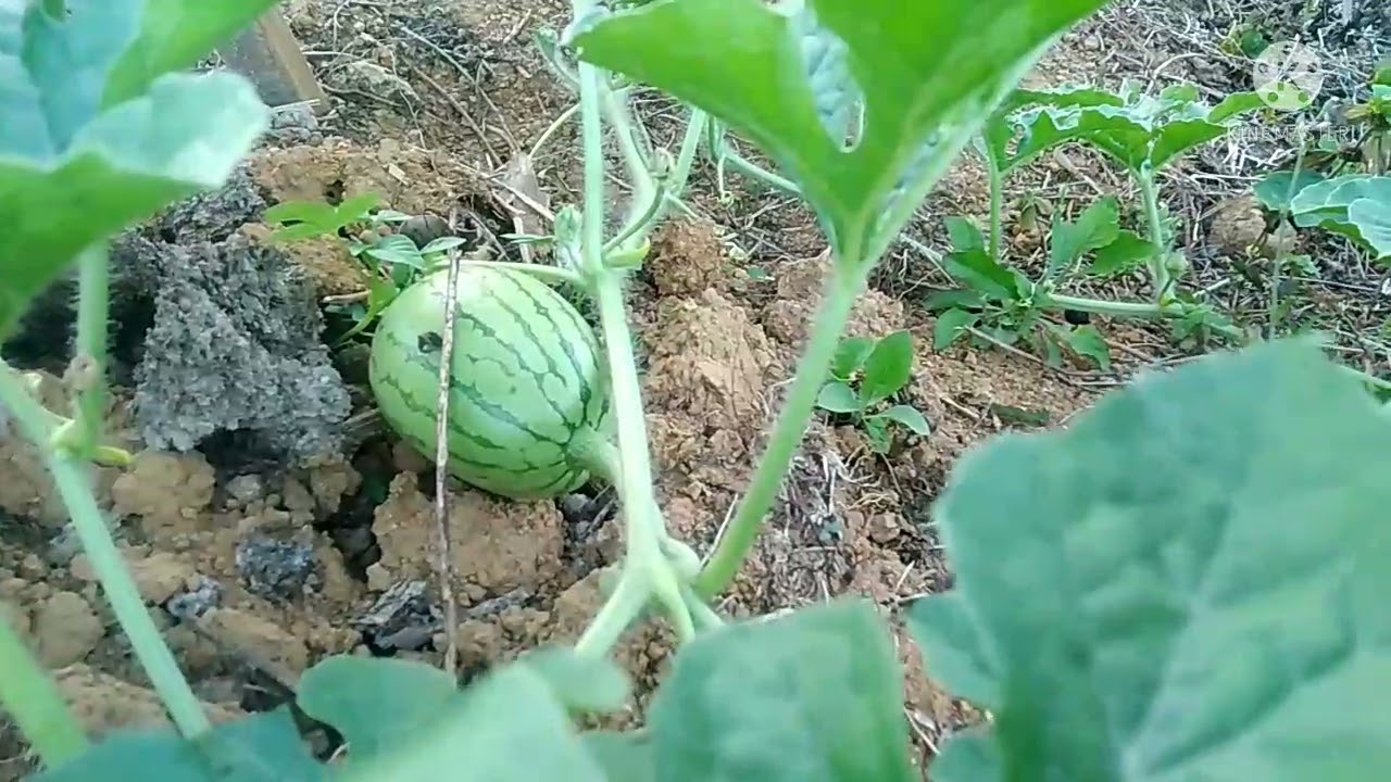 Paano mag pruning sa pakwan at paano makasiguro na magiging malaki Ang bunga nito #farm #pakwan