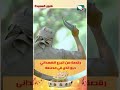 رقصة من البرع الهمداني حيو الذي في مصنعه فنون السعيدة