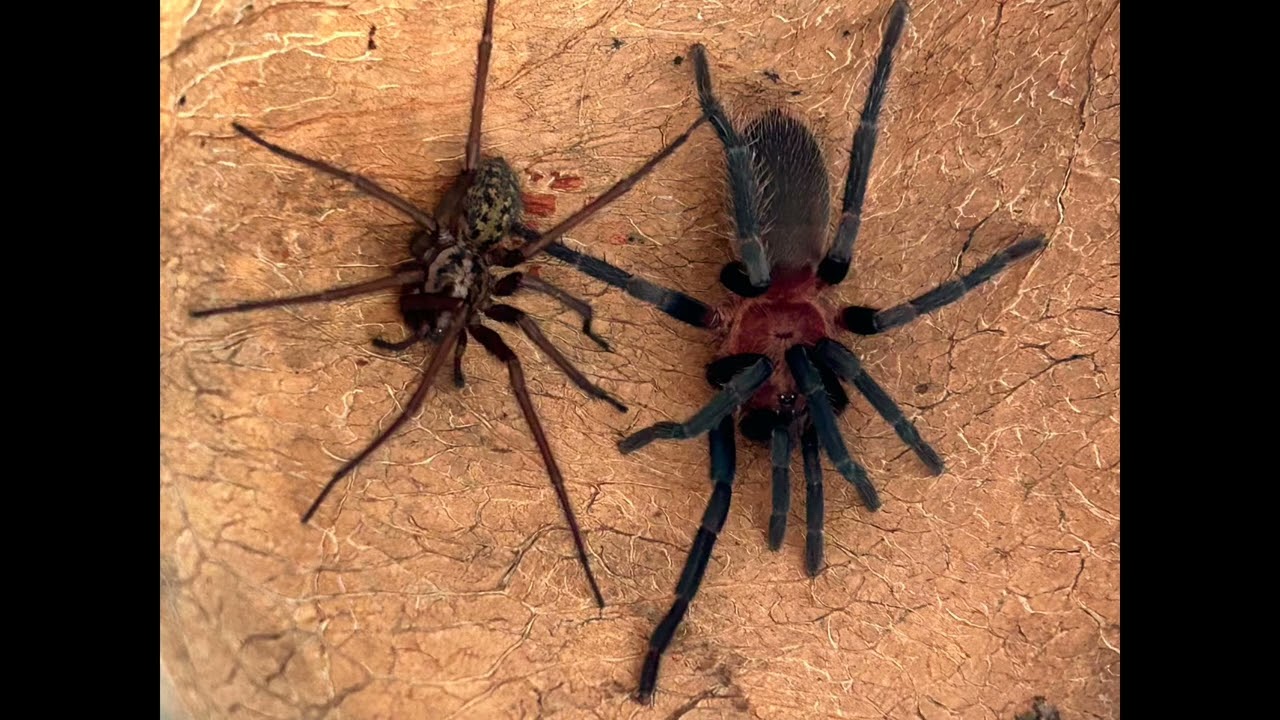 Spider compared to a Tarantula