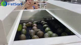 Avocado cleaning drying waxing sorting  line