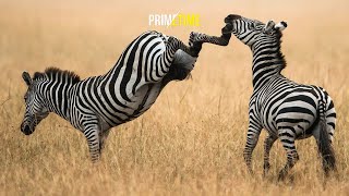 ZEBRA | SAMA SEPERTI KUDA TAPI KENAPA TIDAK BISA DITUNGGANGI ???