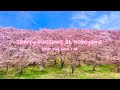 Cherry blossoms at koboyama tumulus  nagano kofun burial mound matsumoto  japan vlog