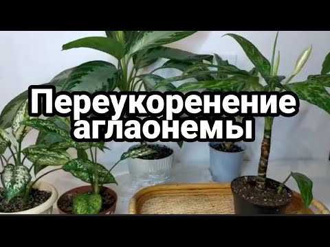 Аглаонема вытянулась/Что делать?