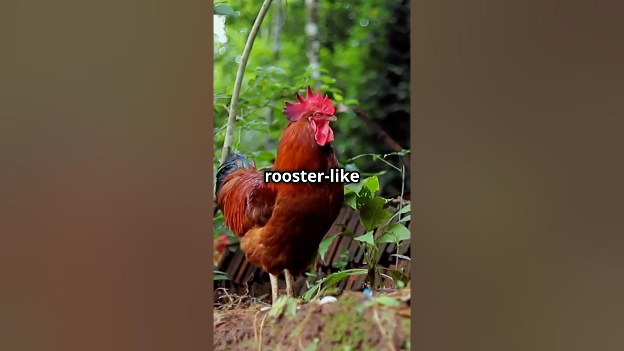 Can Chickens Change Gender? 🐔 YouTube