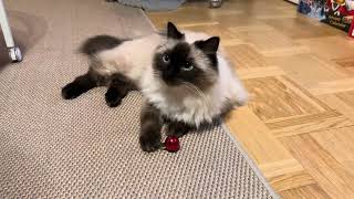 Bonnie plays with xmas decorations by CLNA Cats 621 views 4 months ago 19 seconds