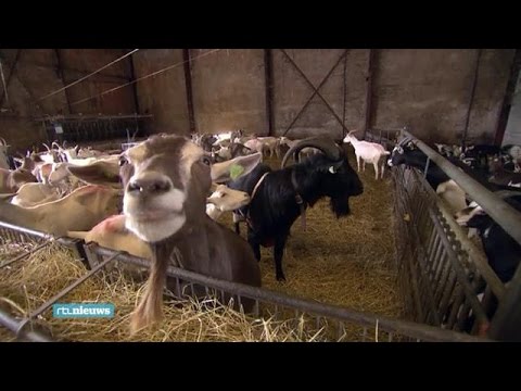 Video: Hoe Geitenmelk Te Verdunnen?