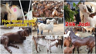 Deonar bakra mandi complete documentary |Live purchase with price details |Biggest Goat market