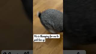 OMG! He is so angry #bunny #cute #rabbit #thump #bunnythumping #angrybunny #grumpy OMG! He is so angry #bunny #cute #rabbit #thump #bunnythumping #angrybunny #grumpy