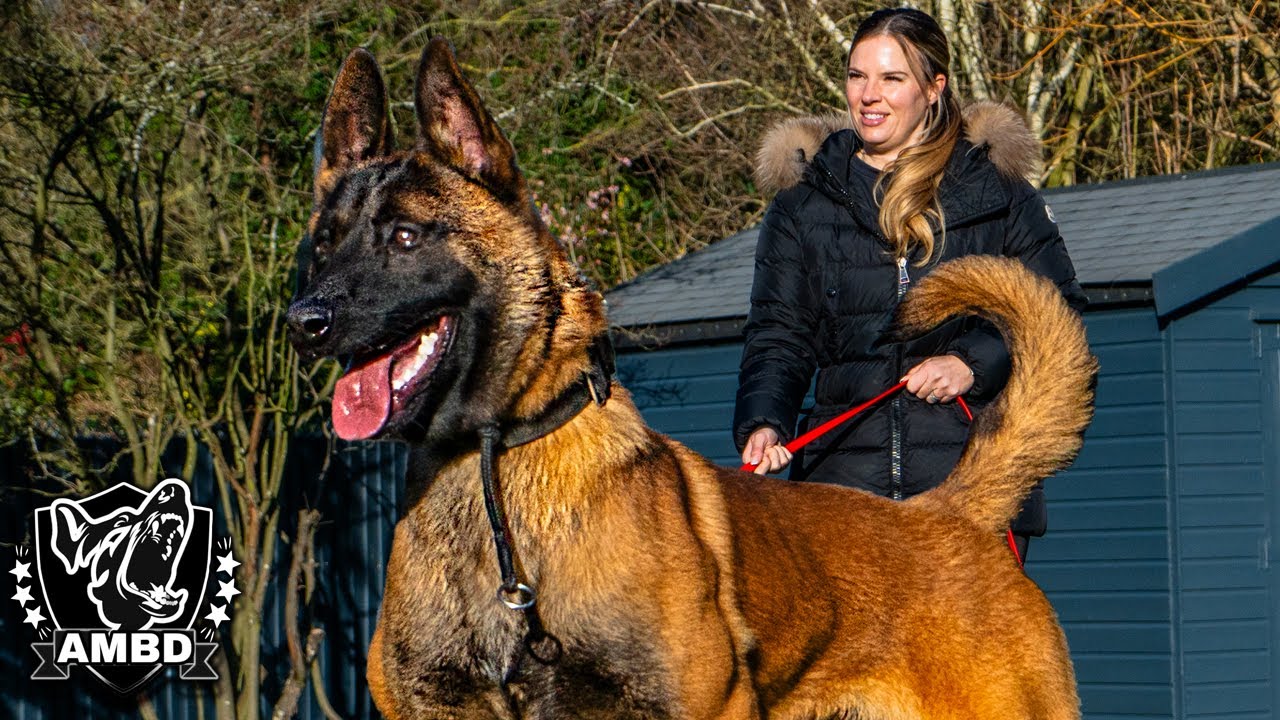 Malinois Unleashed Training a Dog to Stop Home Invasions! YouTube