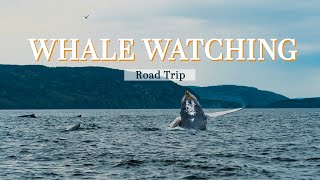 A Crazy Whale Watching Tour in Tadoussac